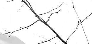 Ornamental #3