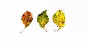 A New Series: Seasonal Pattens